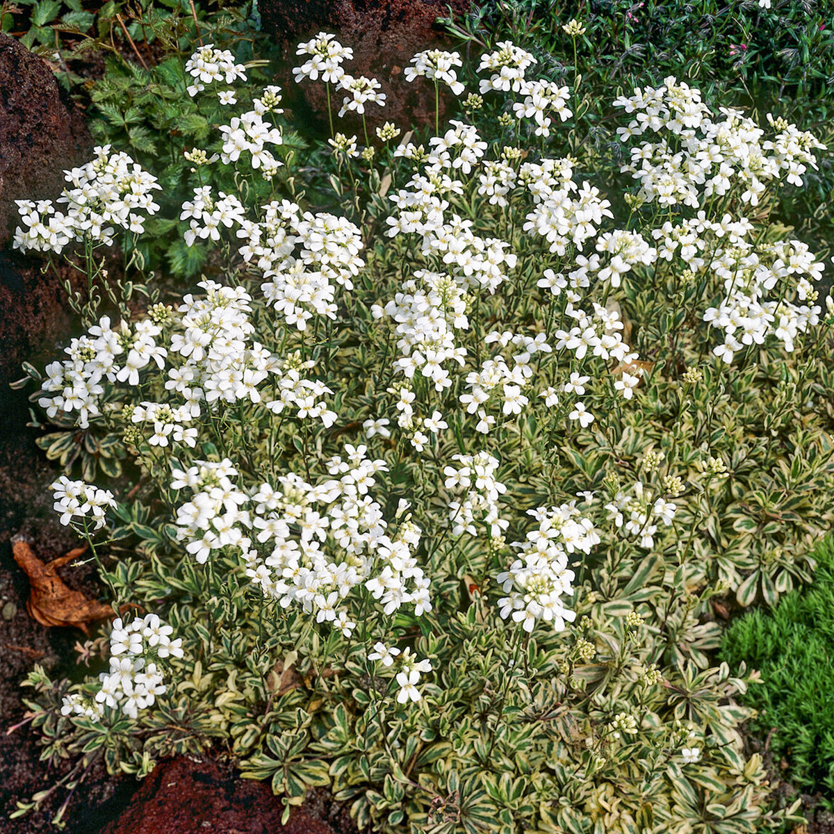 Polster-Gänsekresse ‘Variegata’ - Arabis ferdinandi-coburgii variegata - Willemse