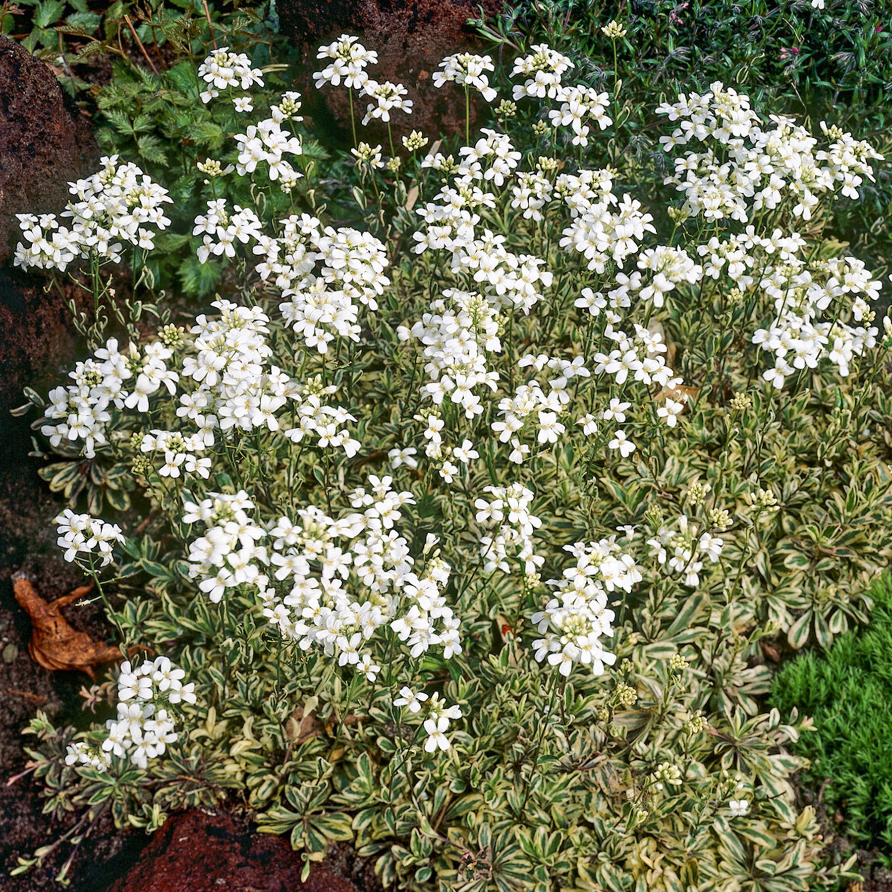 Polster-Gänsekresse ‘Variegata’ - Arabis ferdinandi-coburgii variegata - Willemse