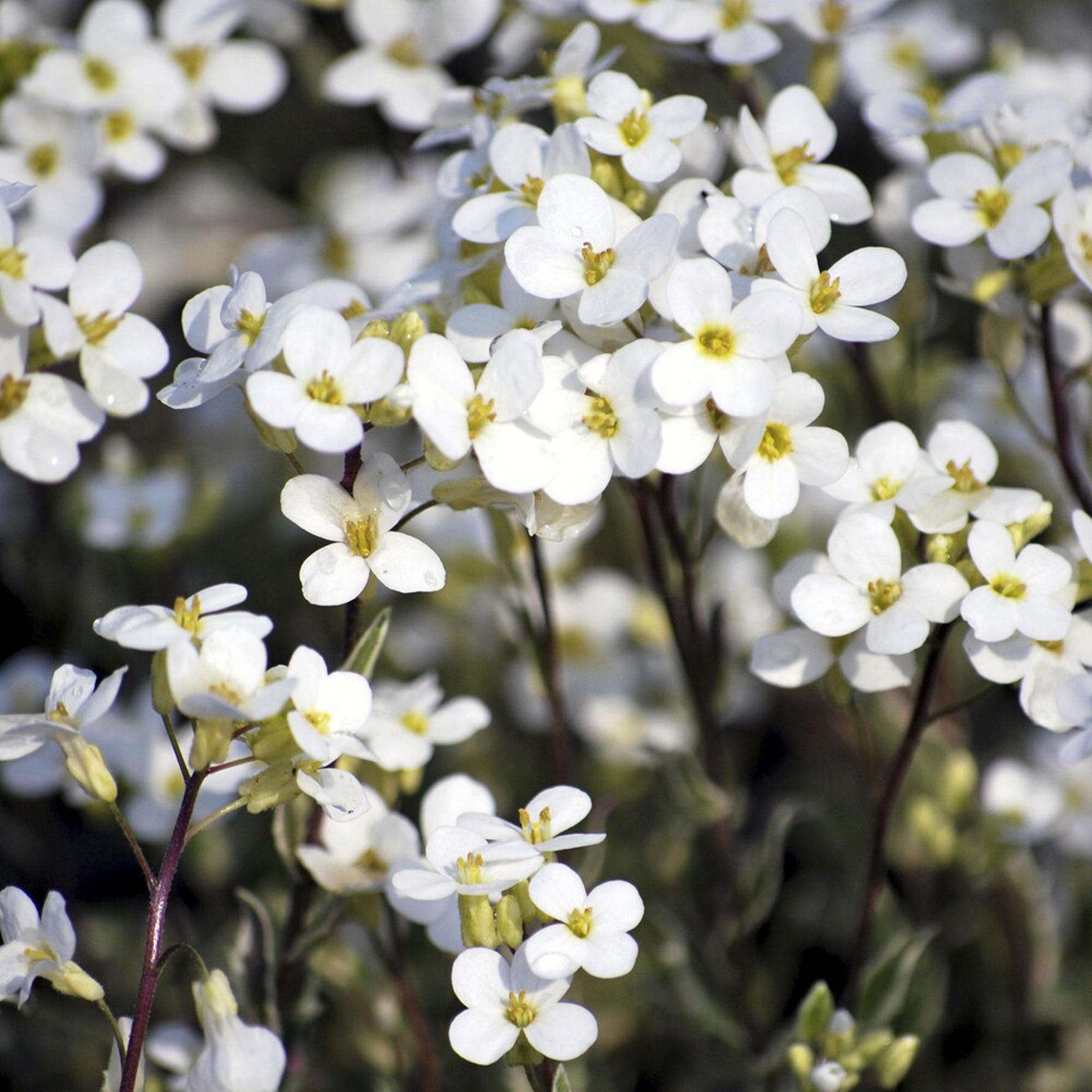 Polster-Gänsekresse ‘Variegata’ - Willemse