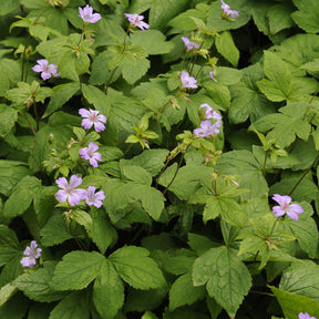 Knorrige Staudengeranie - Geranium nodosum - Willemse