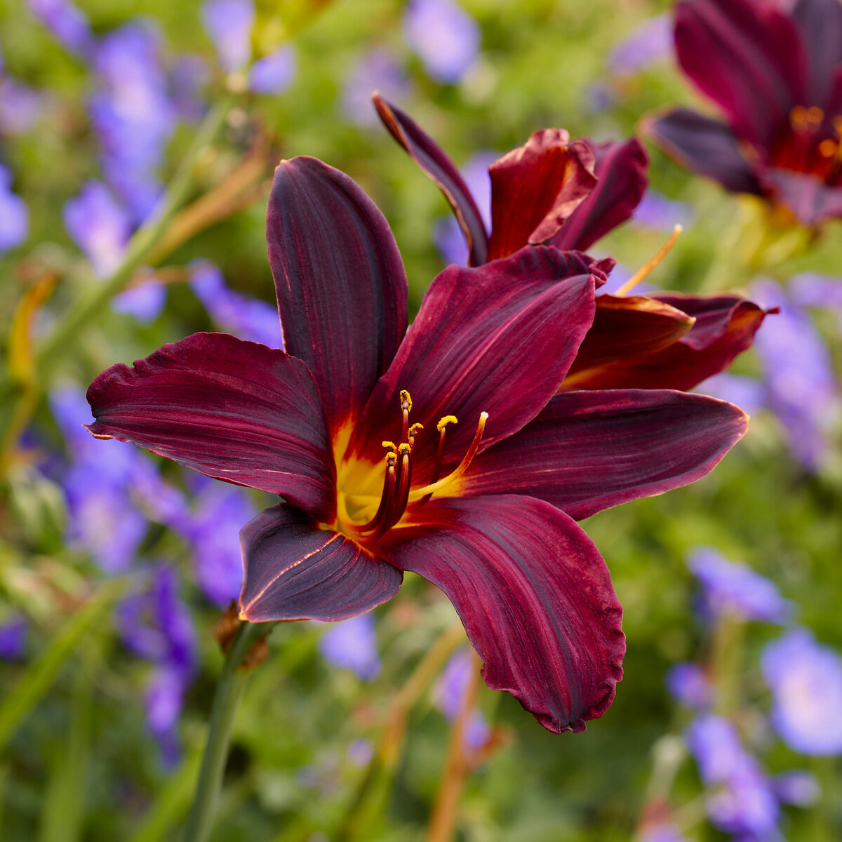 Taglilie ‘American Revolution’ - Willemse