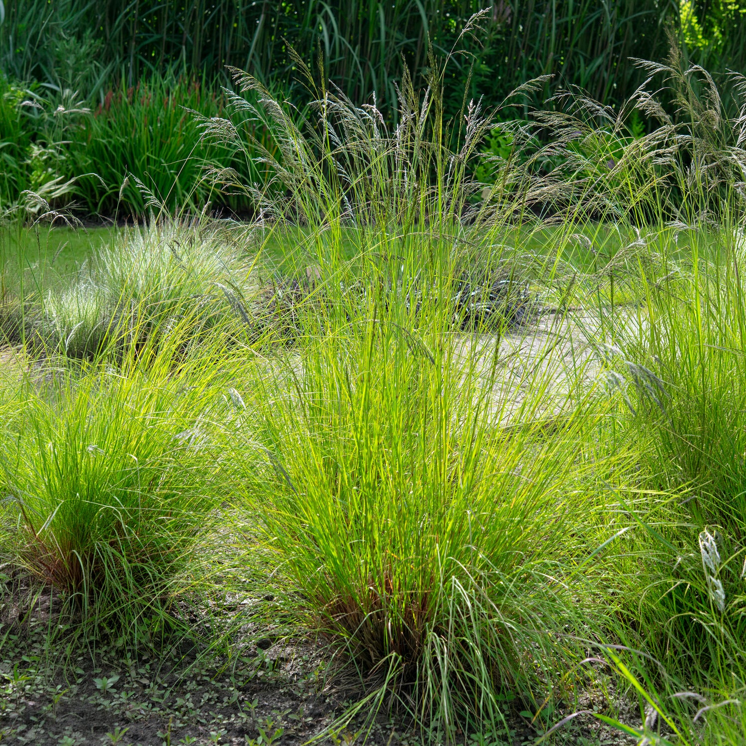 Schwachgekrümmtes Liebesgras - Eragrostis curvula - Willemse