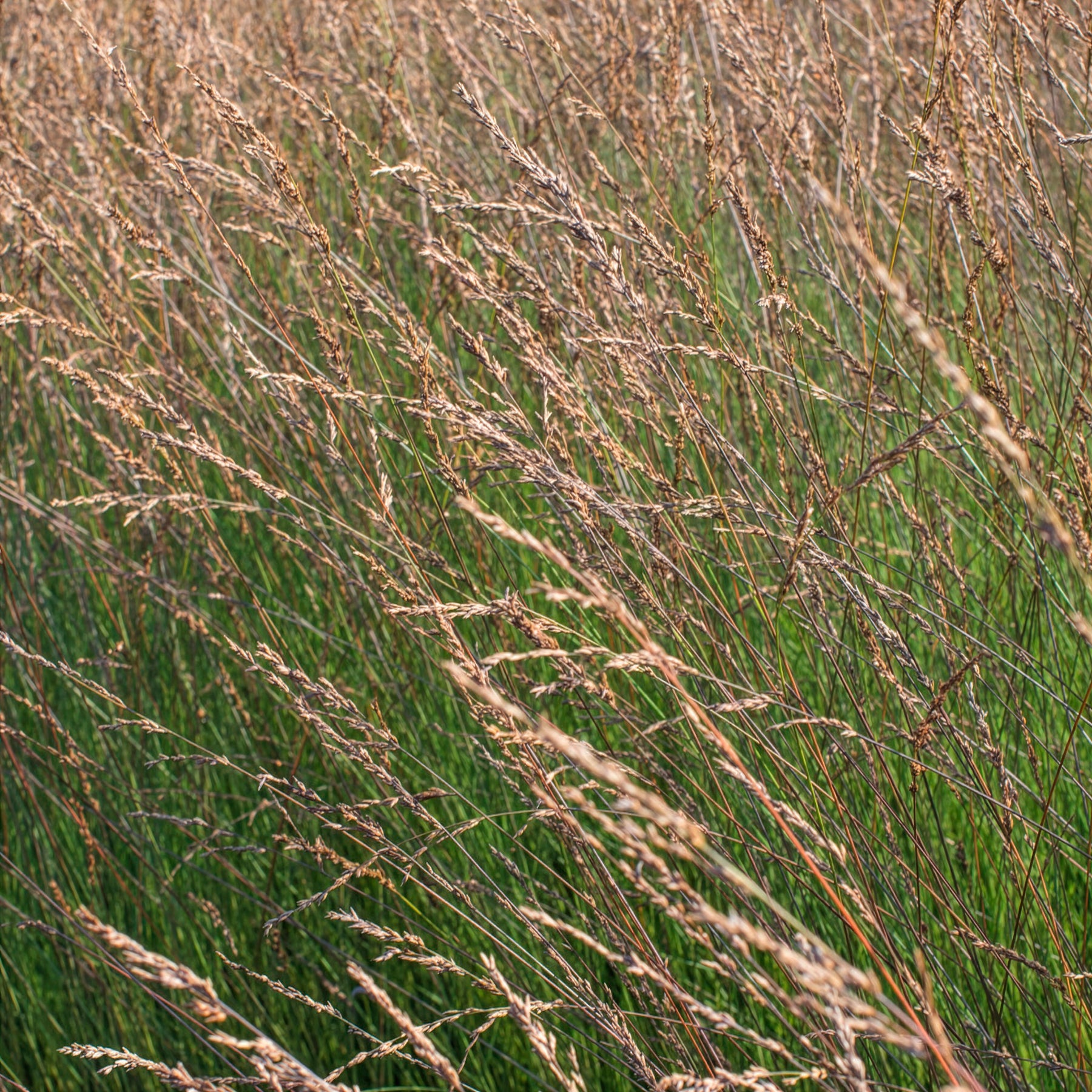 Kleines Pfeifengras Edith Dudszus - Molinia caerulea Edith Dudszus - Willemse