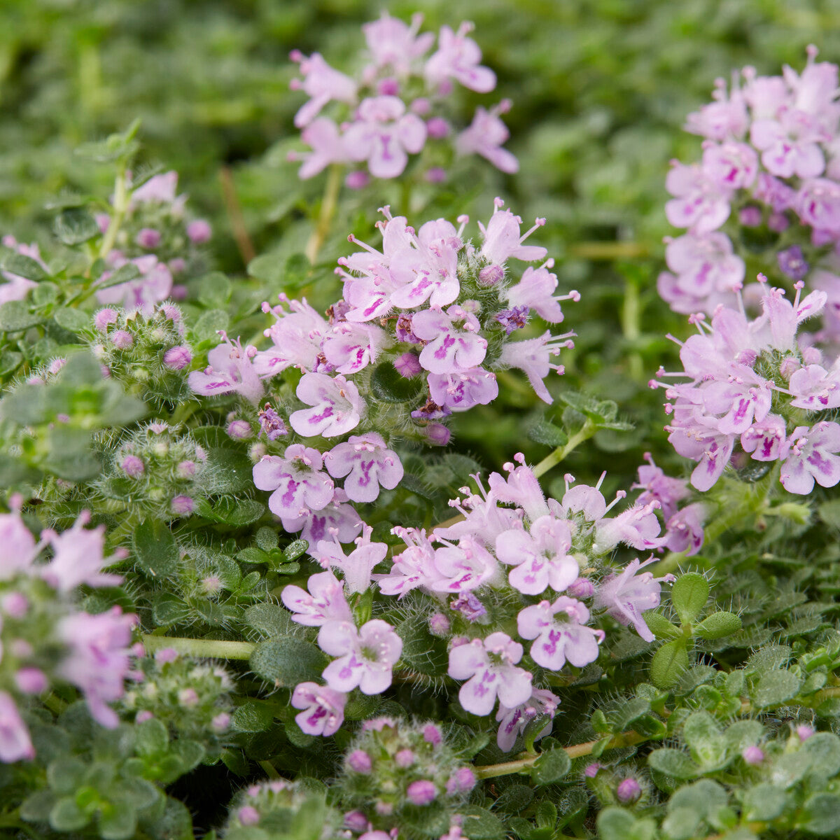 Sand-Thymian Elfin - Thymus Elfin - Willemse