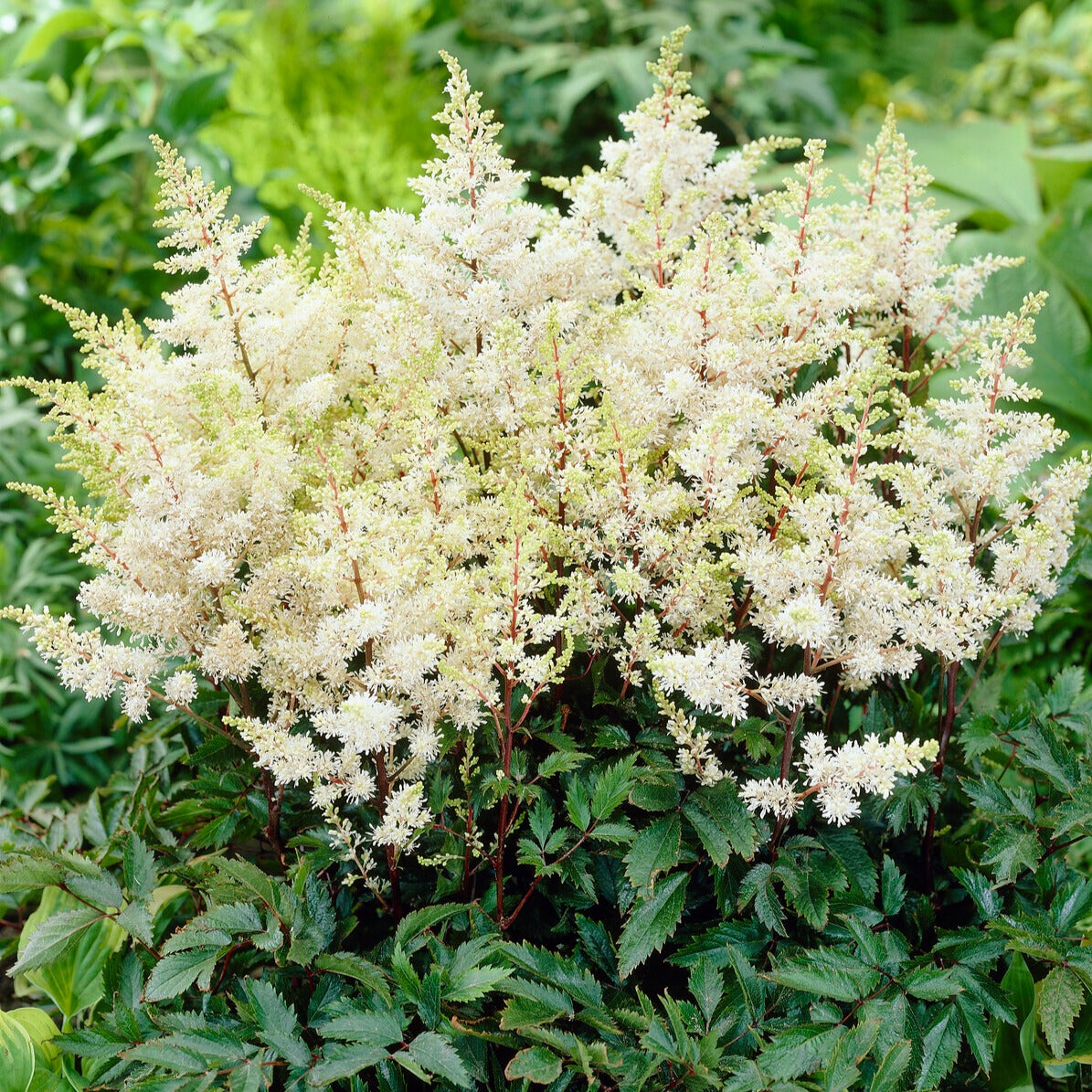 Prachtspiere ‘Ellie’ - Willemse