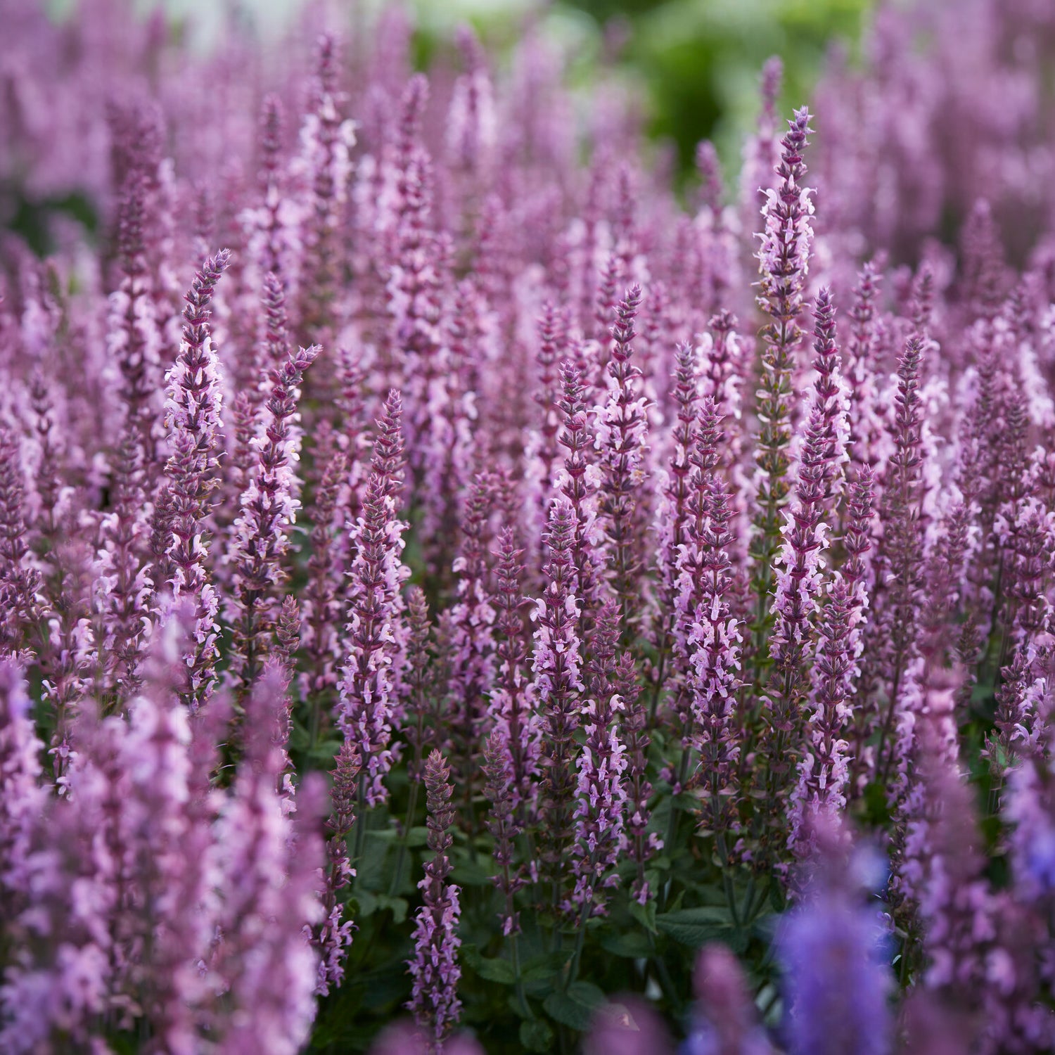Steppensalbei 'Sensation Pink' - Salvia nemorosa sensation pink - Willemse