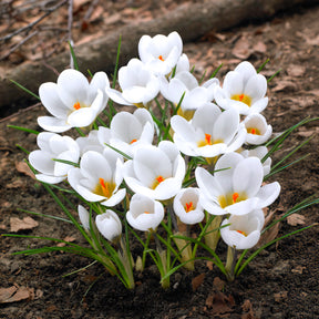 Krokusse Ard Schenk - Krokus-Zwiebeln - Willemse