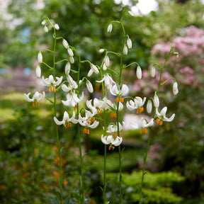 Lilium Snowy Morning - Türkenbundlilie Snowy Morning - Lilien-Zwiebeln