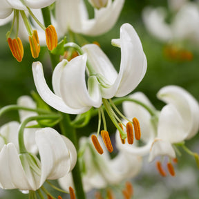 Türkenbundlilie Snowy Morning - Lilium Snowy Morning - Willemse