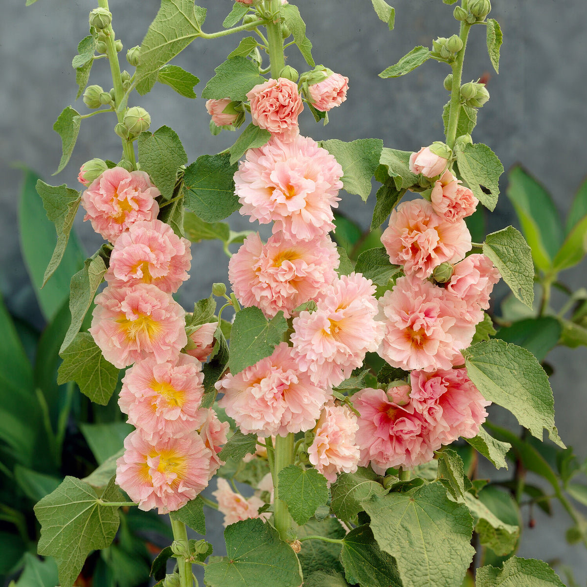 Stockrose Chaters Double Apricot - Willemse