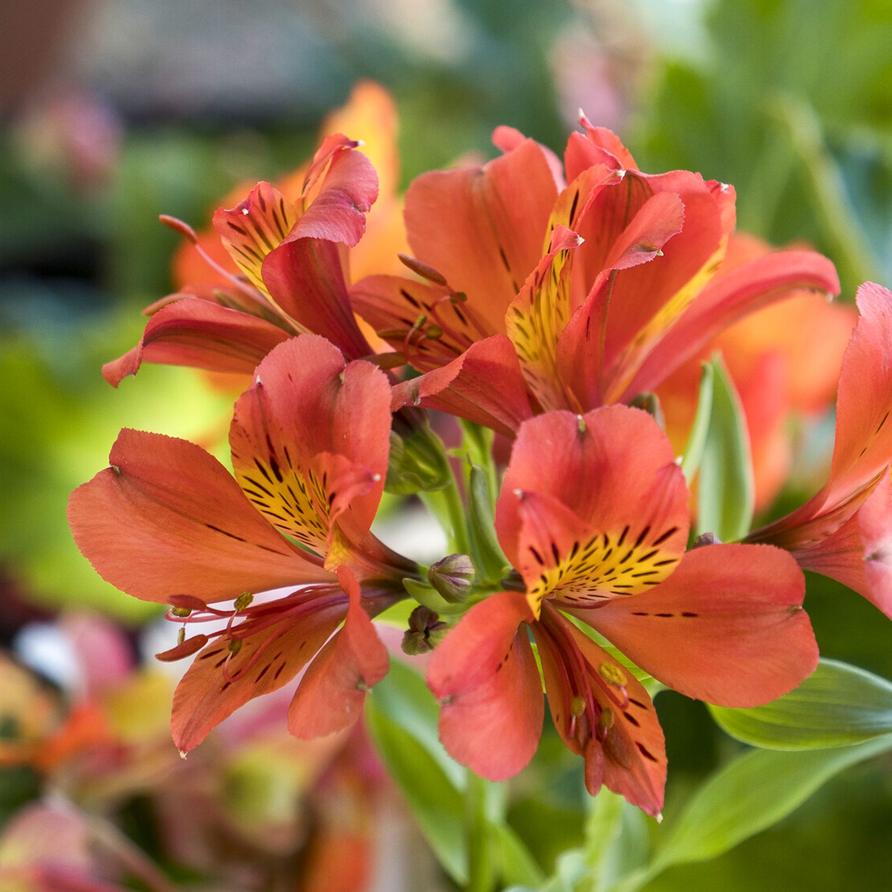 Inkalilie - Alstroemeria Majestic Brissac - Alstroemeria Majestic Brissac - Willemse