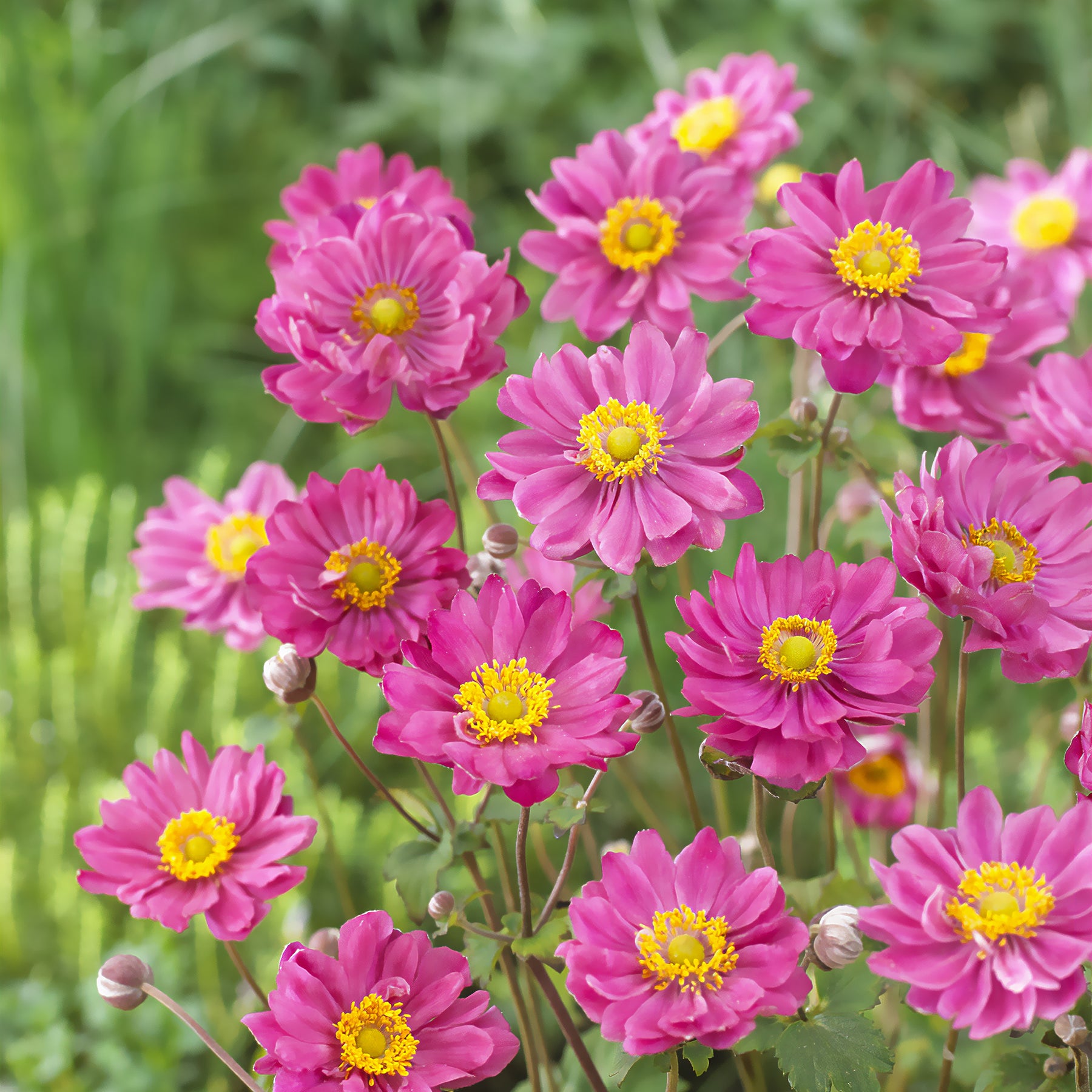 Japanische Anemone Margarete - Anemone hybr. Margarete - Willemse
