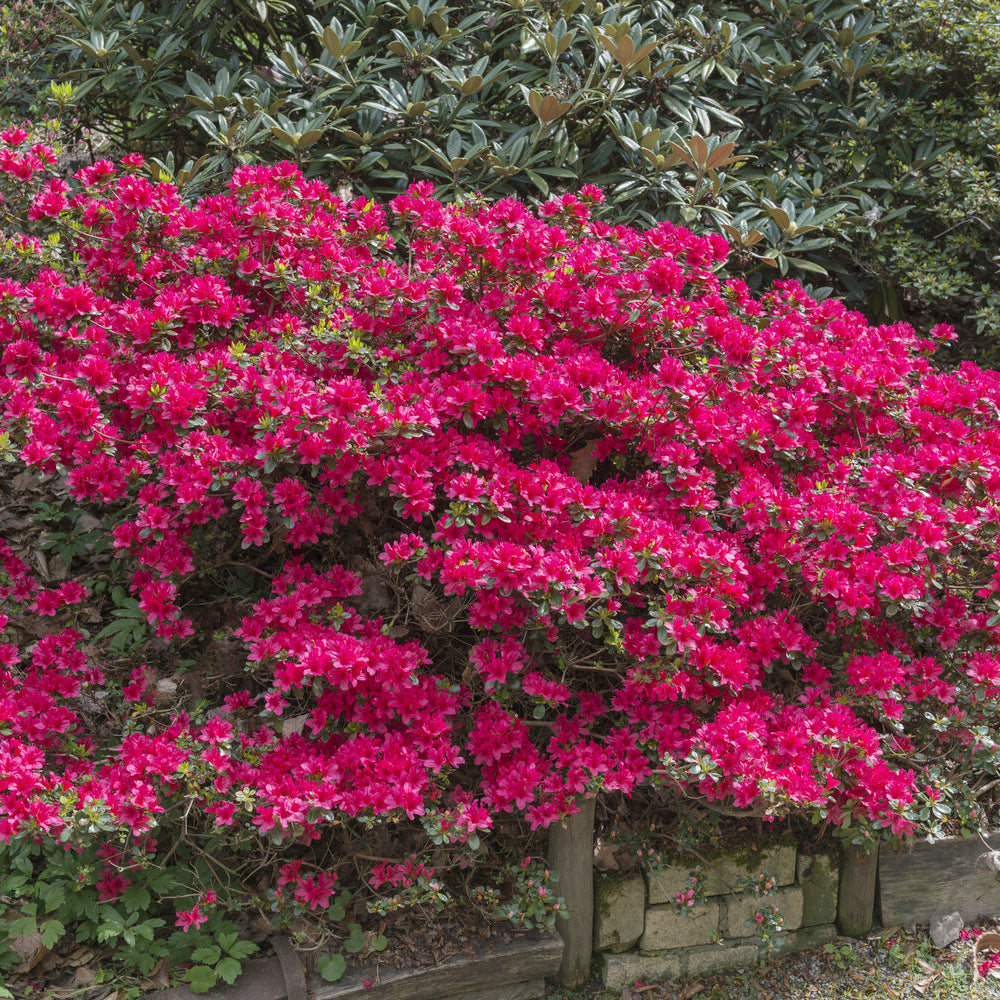 Japanische Azalee Hino Crimson - Willemse
