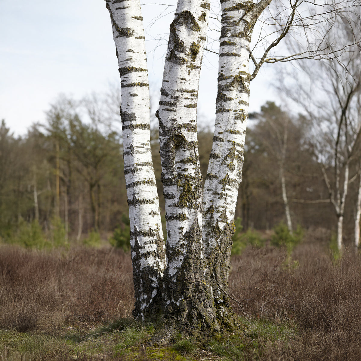 Moor-Birke - Willemse
