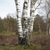 Moor-Birke - Willemse