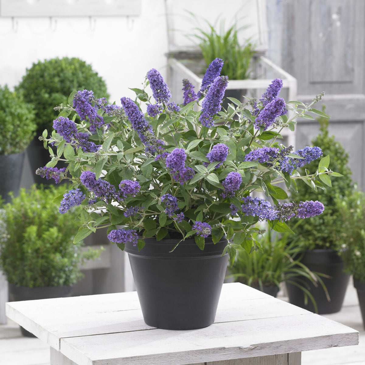 Zwerg-Schmetterlingsbaum ‘Free Petite® Blue Heaven’ - Buddleja davidii Free Petite® Blue Heaven - Willemse