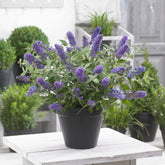 Zwerg-Schmetterlingsbaum ‘Free Petite® Blue Heaven’ - Buddleja davidii Free Petite® Blue Heaven - Willemse