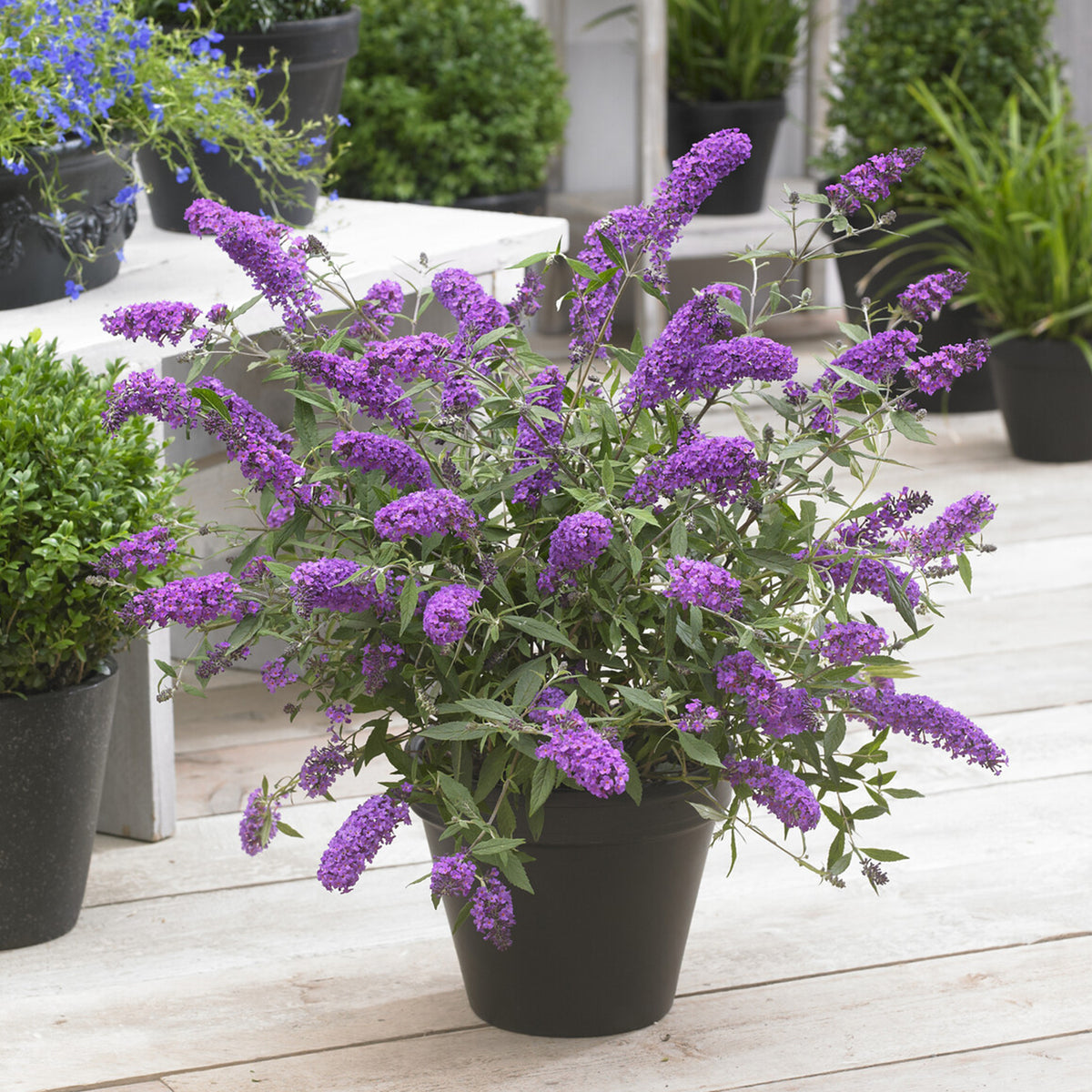Zwerg-Schmetterlingsbaum ‘Free Petite® Dark Pink’ - Willemse