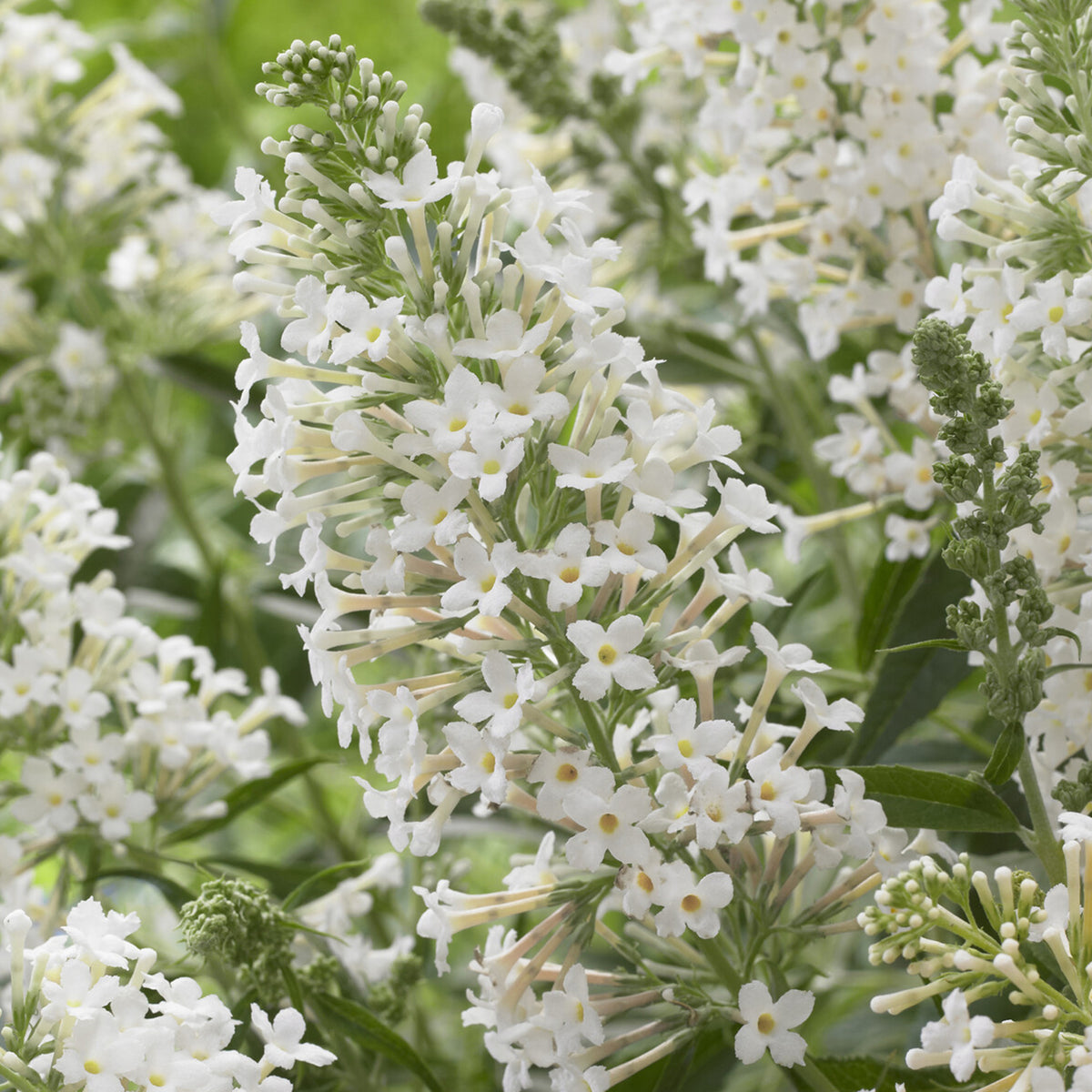 Zwerg-Schmetterlingsbaum ‘Free Petite® Snow White’ - Willemse