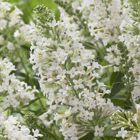 Zwerg-Schmetterlingsbaum ‘Free Petite® Snow White’ - Willemse