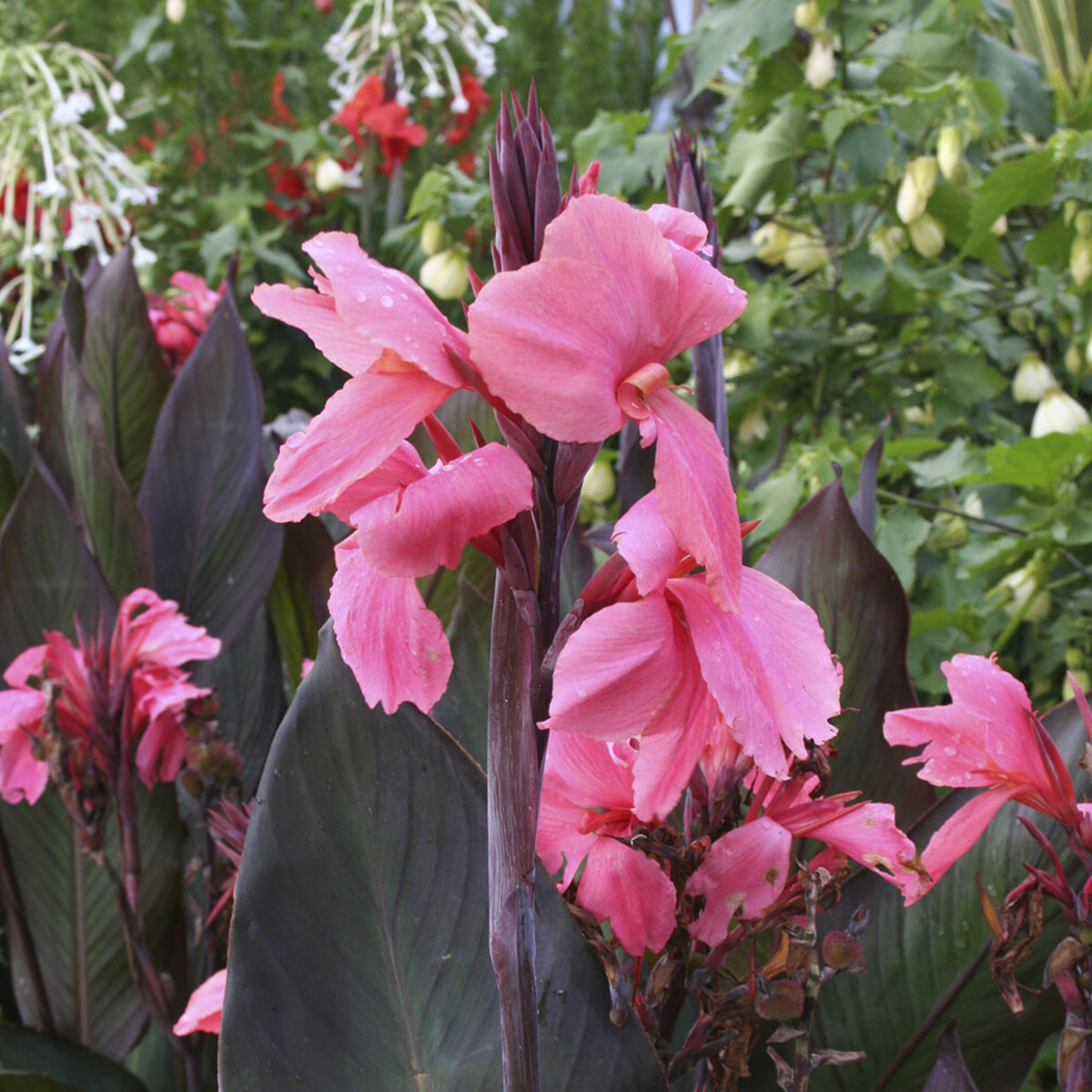 Blumenrohr ‘Pink Futurity’ (x2) - Willemse