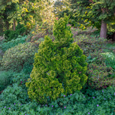 Scheinzypresse Hinoki Aurora - Chamaecyparis obtusa Aurora - Willemse