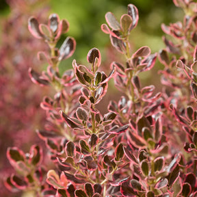 Coprosma Eclipse® - Willemse
