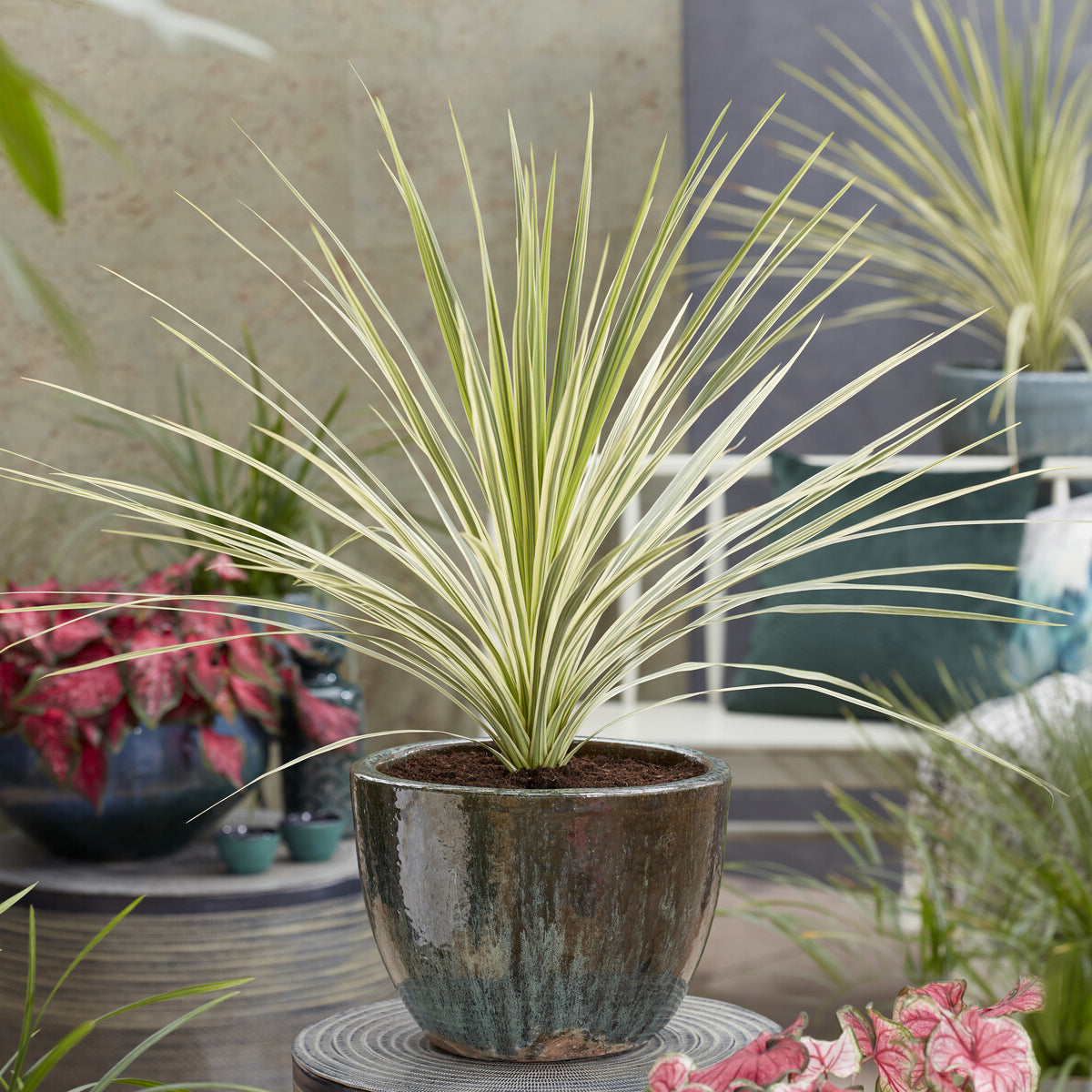Australische Keulenlilie Lime Passion® - Willemse