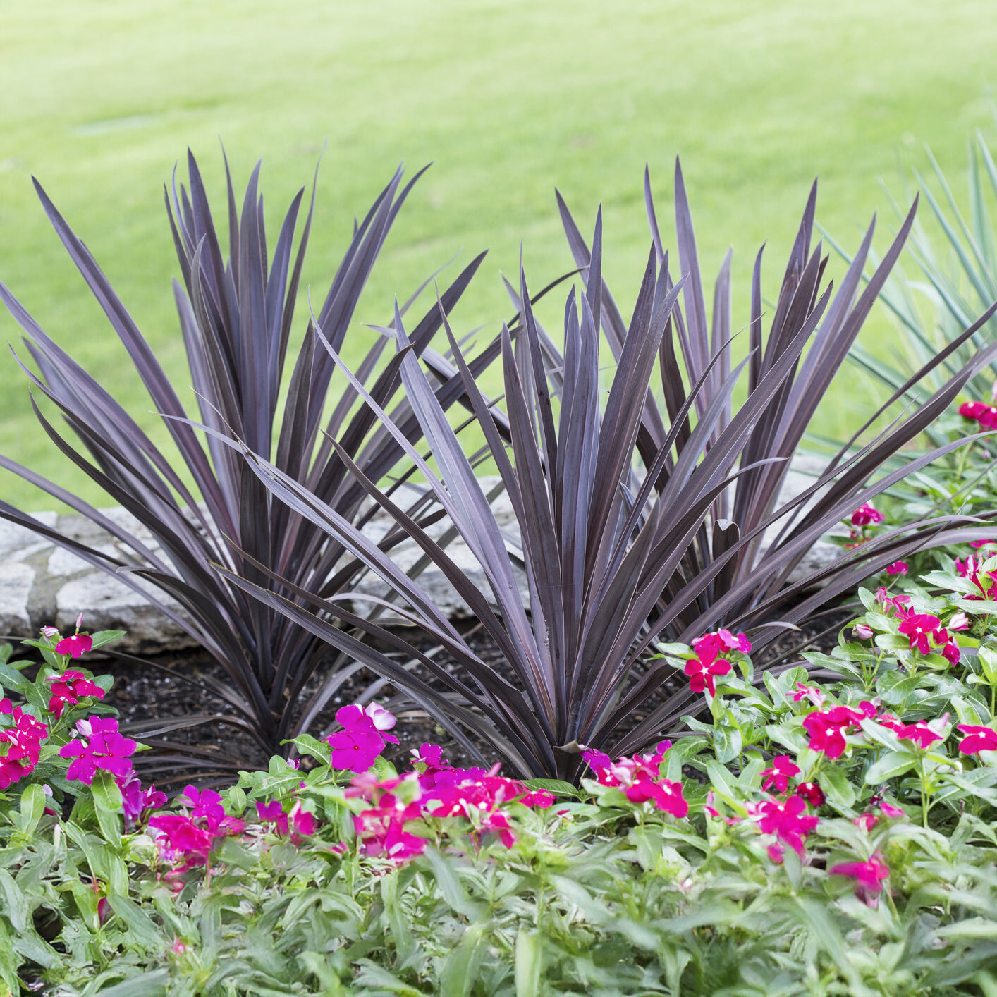 Australische Keulenlilie Red Sensation® - Willemse