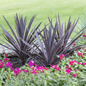 Australische Keulenlilie Red Sensation® - Willemse