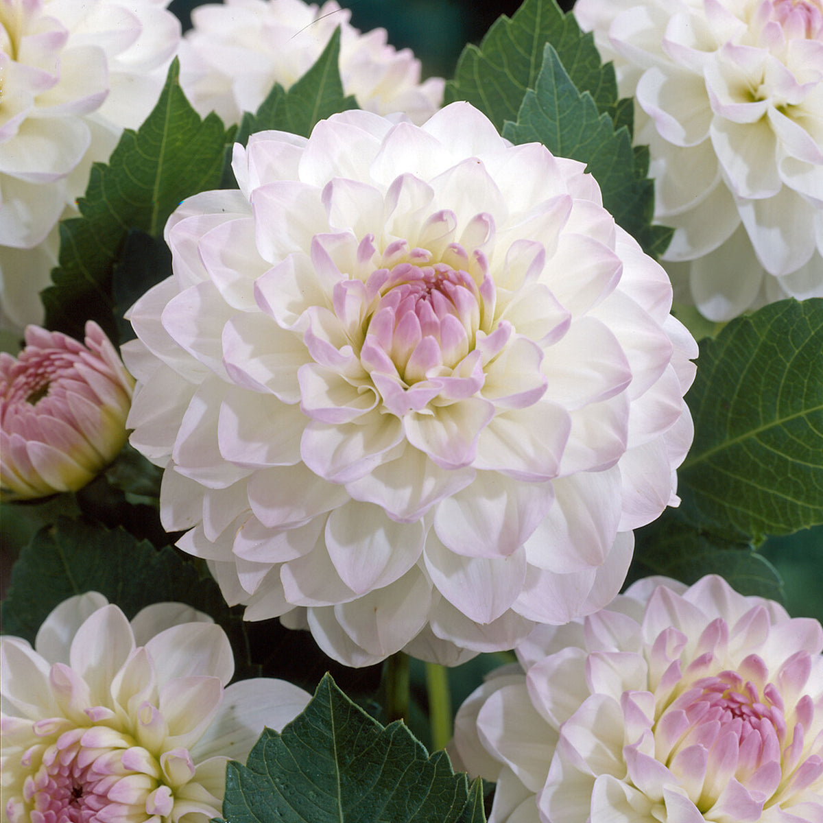 Ball-Dahlie 'Evelyne' - Dahlia Ball Evelyne - Willemse