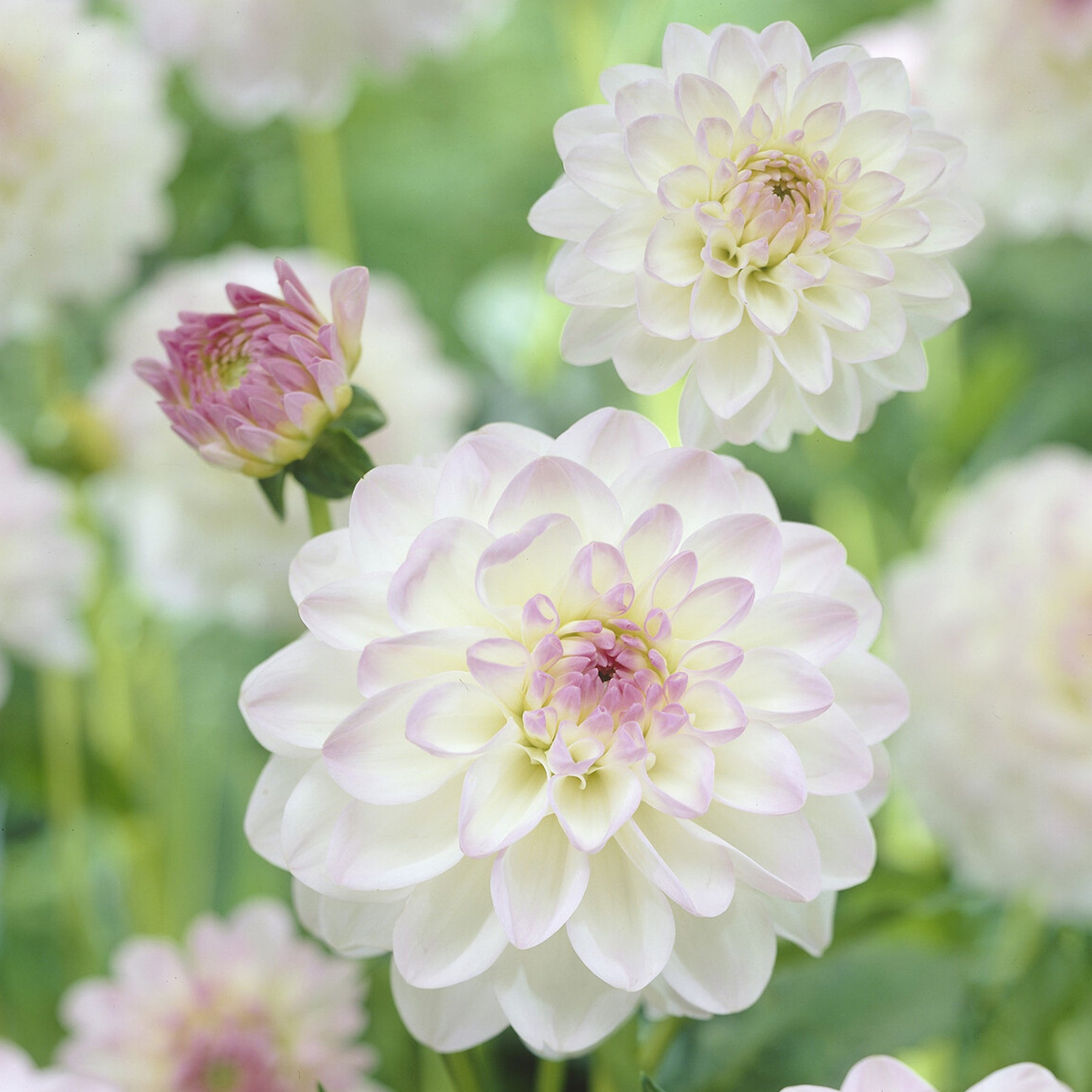 Ball-Dahlie 'Evelyne' - Willemse