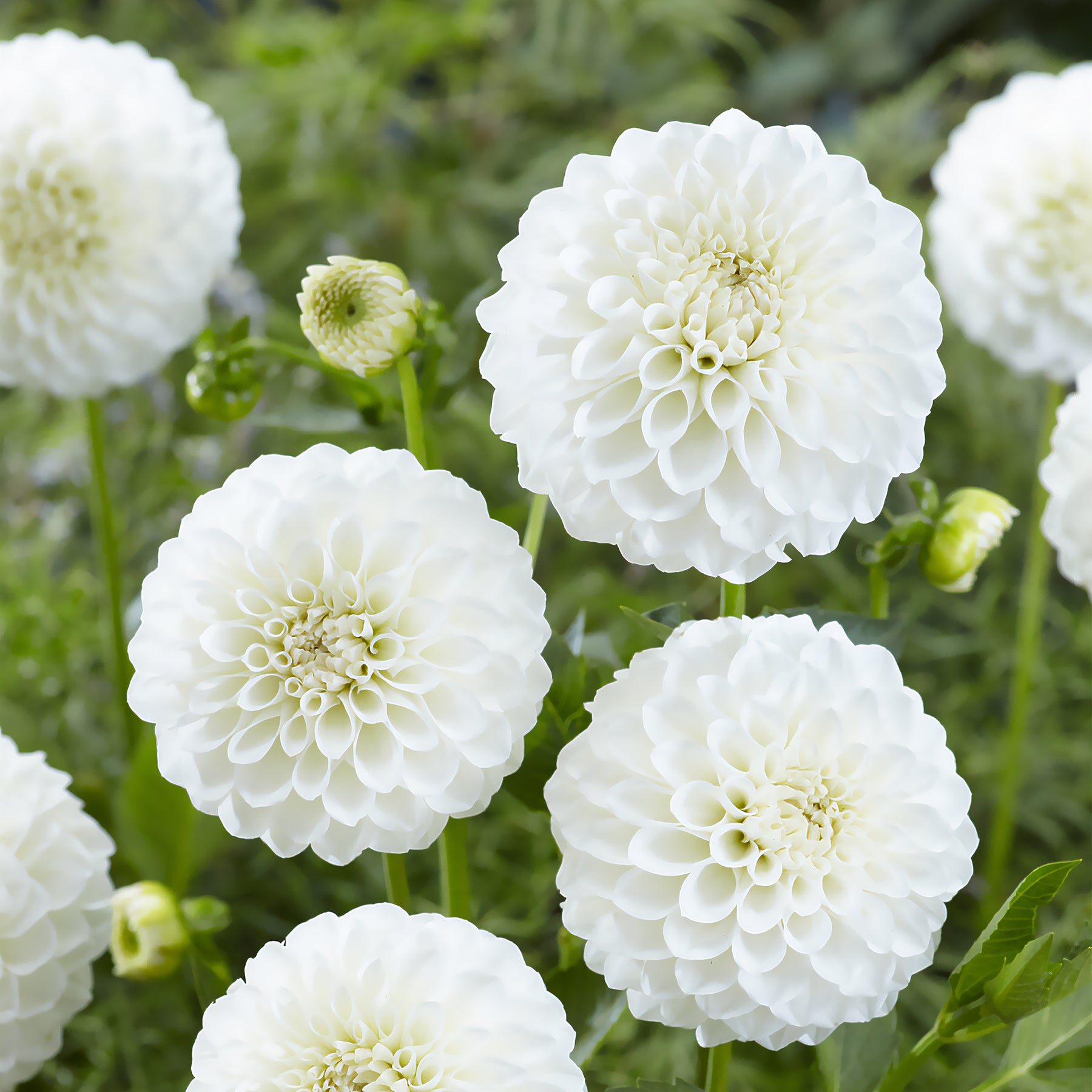 Dahlien ‘Boom Boom White’ (x3) - Willemse