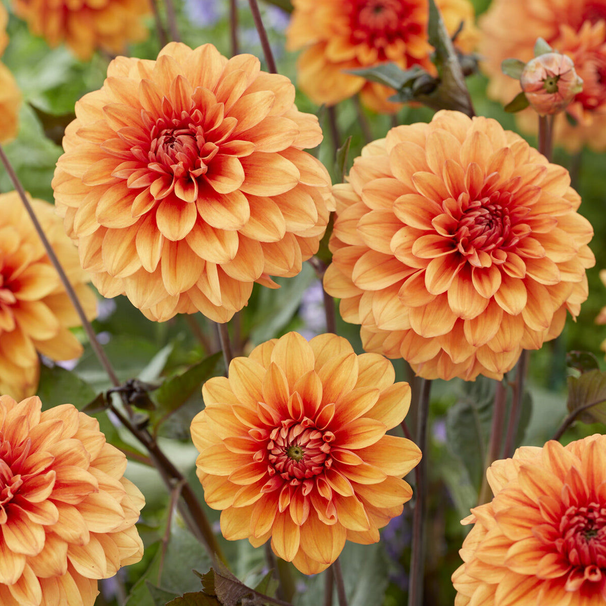 Dekorative Dahlie David Howard - Dahlia David Howard - Willemse