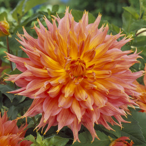 Kaktusdahlie ‘Omega’ - Willemse