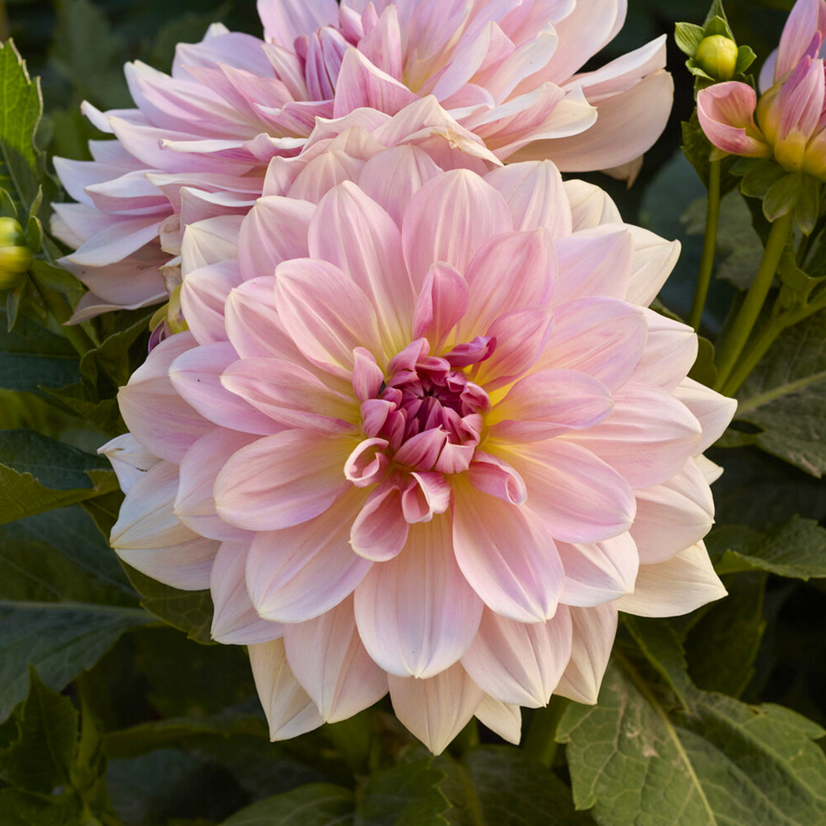Riesen-Dahlie Fairway Pilot - Dahlia Fairway Pilot - Willemse