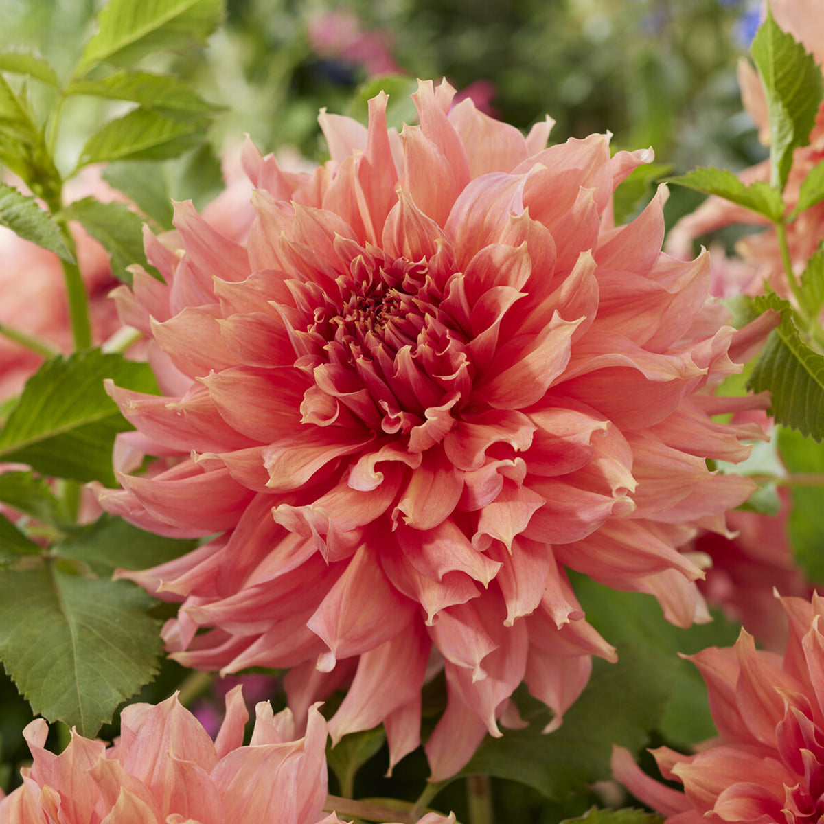 Riesen-Dahlie Fairway Spur - Dahlia Fairway Spur - Willemse