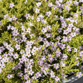 Diosma ‘Sunset Gold’ - Diosma hirsuta Sunset Gold - Willemse