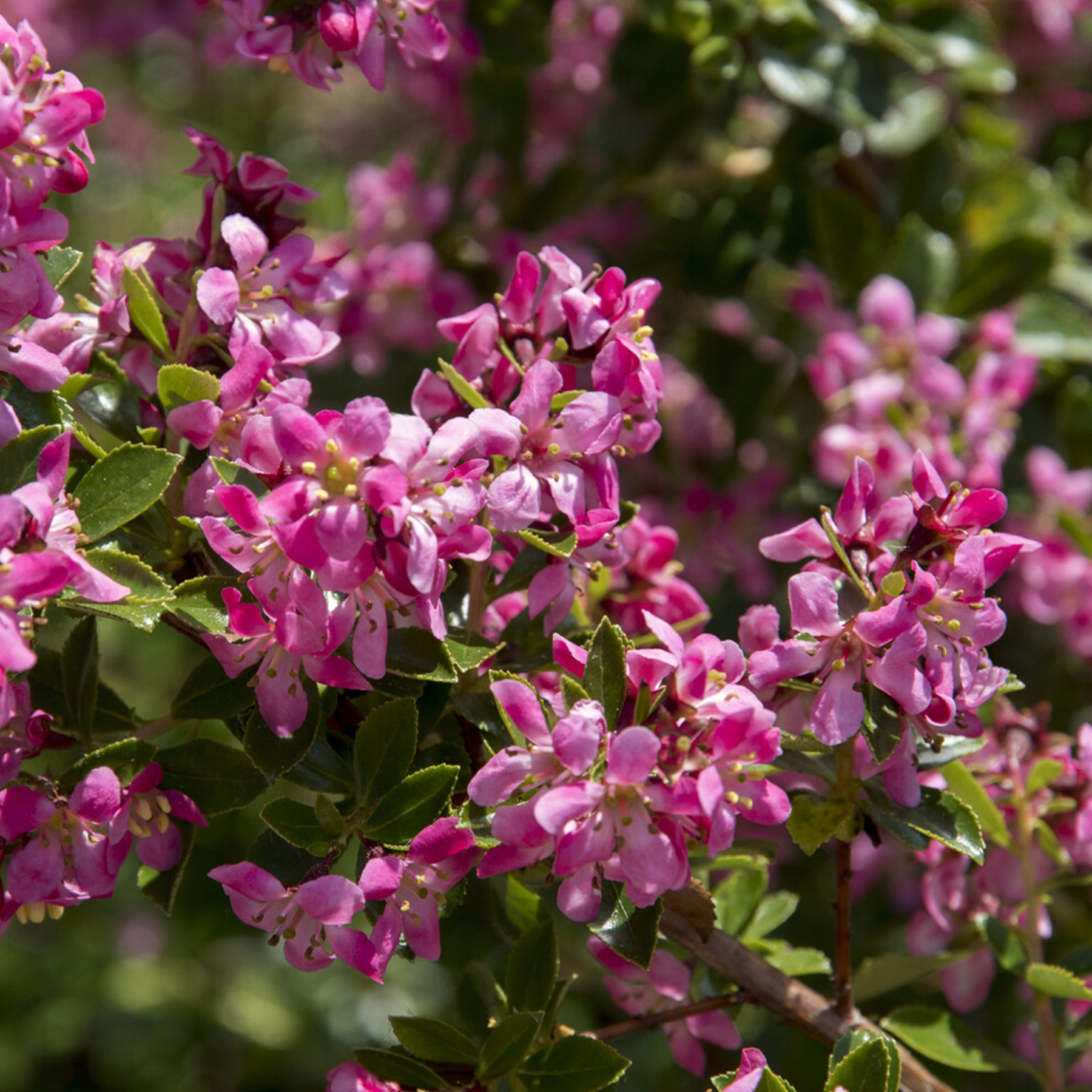 Escallonia Donard Seedling - Escallonia Donard Seedling - Willemse