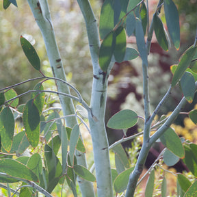 Eukalyptus Blue Ice - Eucalyptus gunnii Blue ice - Willemse
