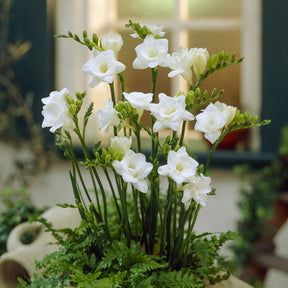 Gefüllte Freesien weiß (x25) - Freesia Double Blanc - Willemse