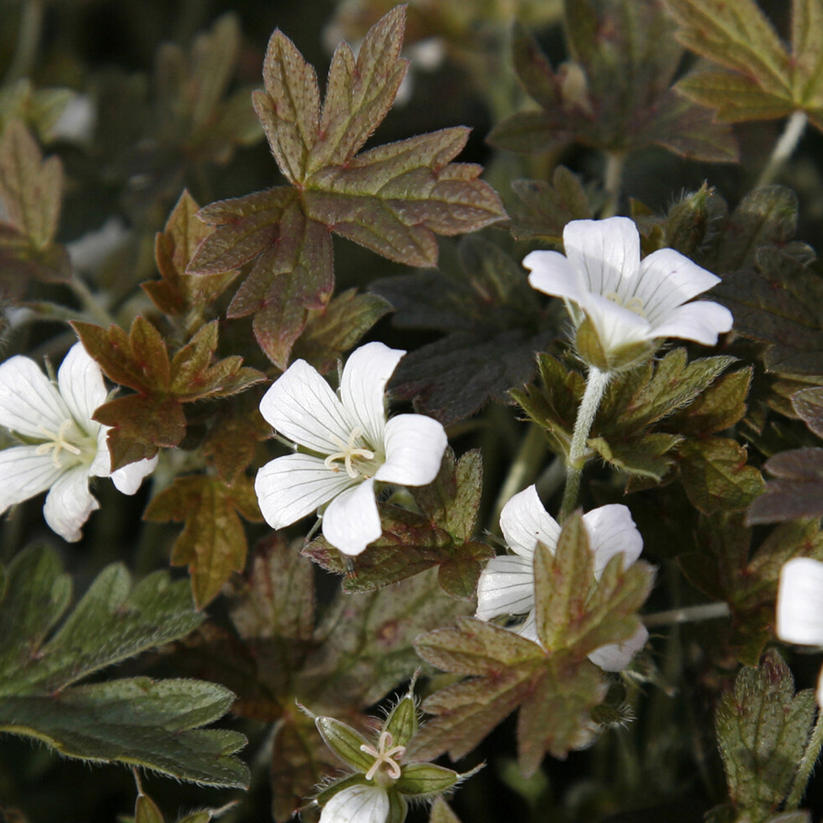 Storchschnabel 'Sanne' - Geranium oxonianum Sanne - Willemse