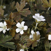 Storchschnabel 'Sanne' - Geranium oxonianum Sanne - Willemse