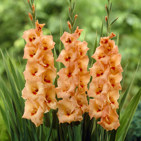 Gladiolen ‘Peter Pears’ (x25) - Willemse
