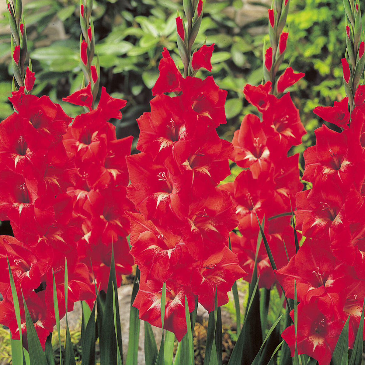 Gladiole ‘Traderhorn’ - Gladiolus Traderhorn - Willemse