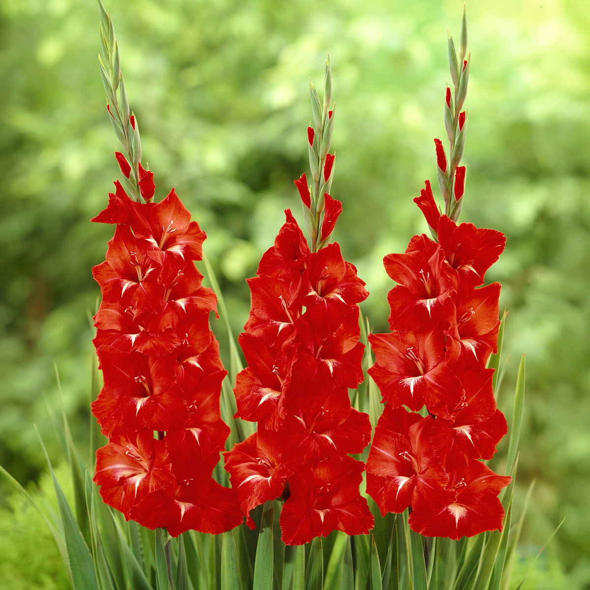 Gladiole ‘Traderhorn’ - Willemse