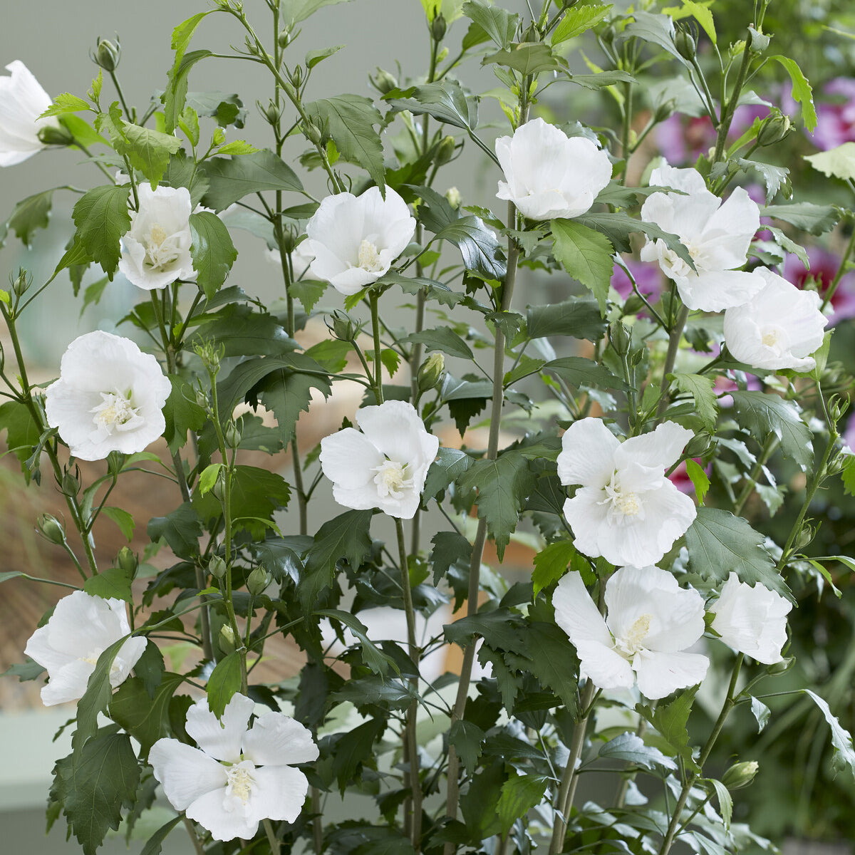 Hibiskus Flower Tower White®