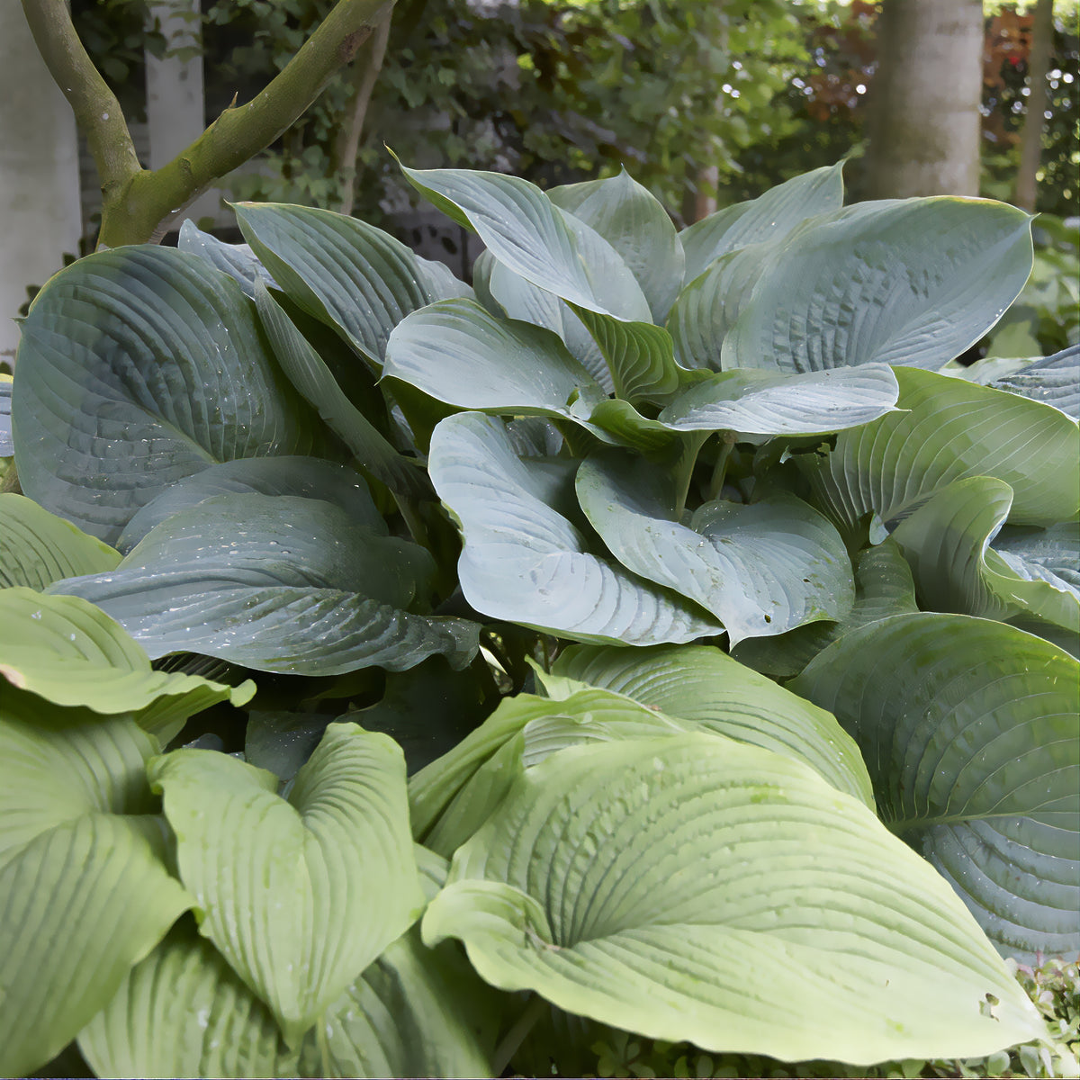 Funkie Empress Wu - Hosta Empress Wu - Willemse