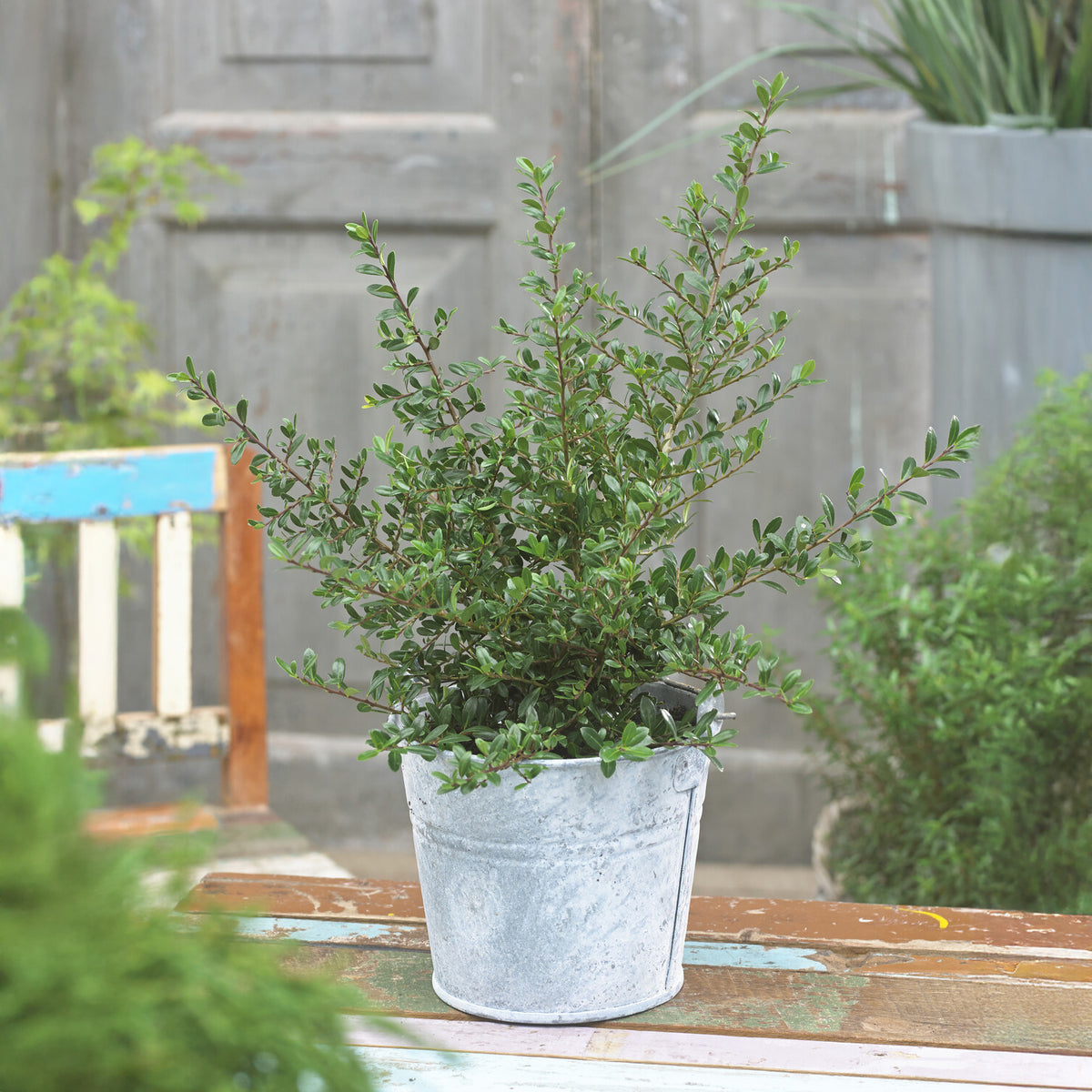 Zwerg-Stechpalme - Ilex crenata Stokes - Willemse