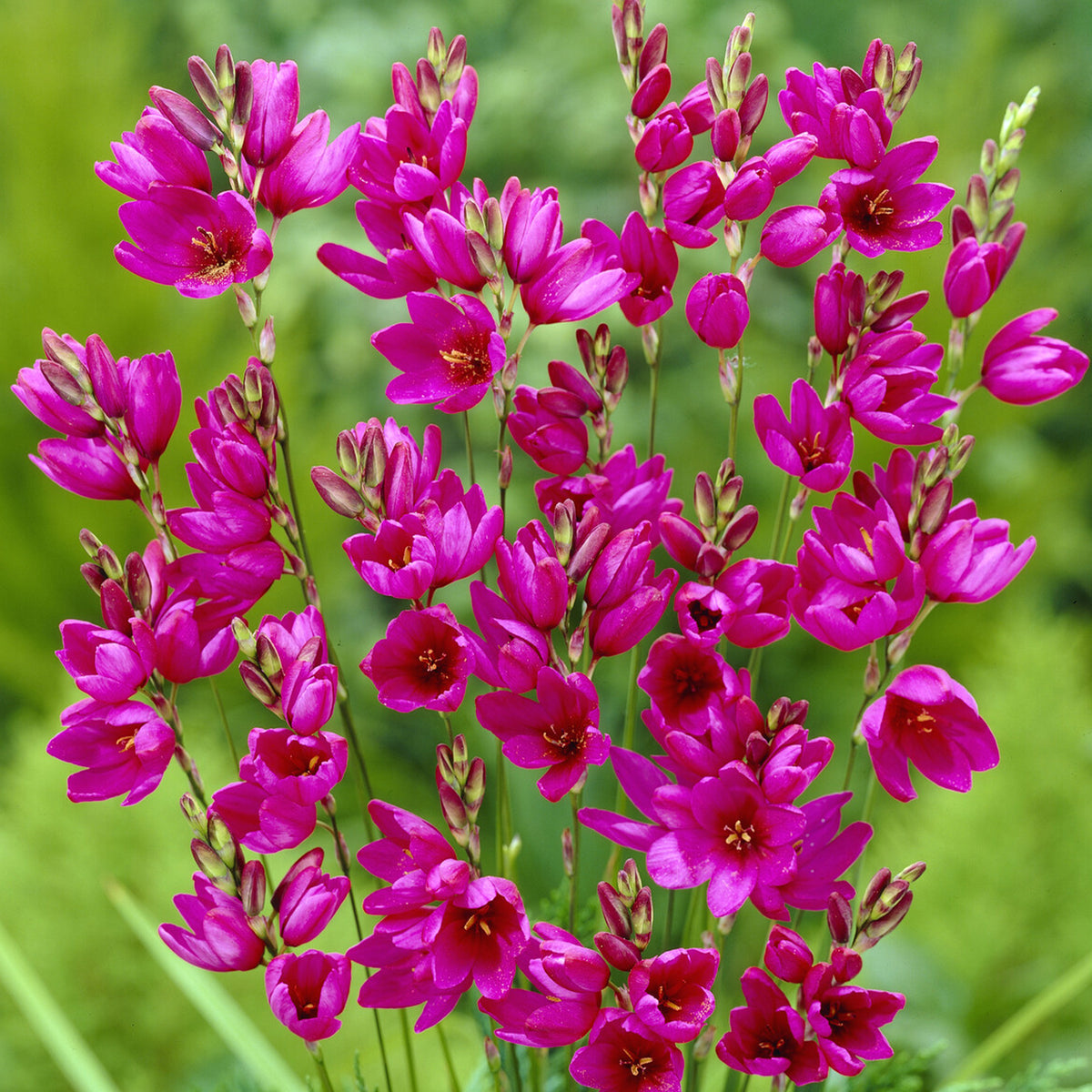 Weizenlilien ‘Mabel’ (x30) - Ixia Mabel - Willemse